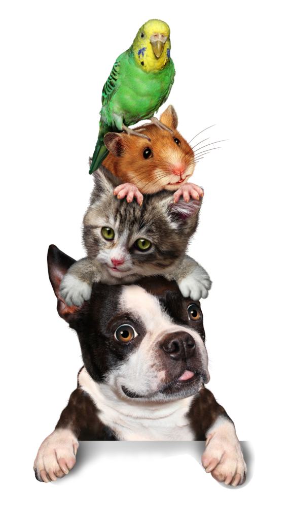 img-animals Home